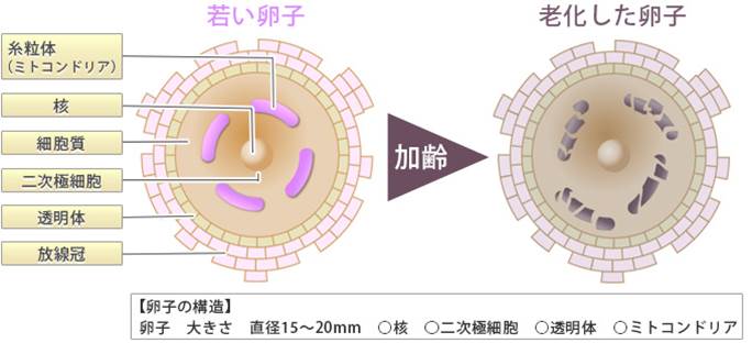 卵の老化