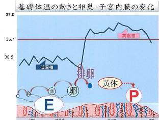 BBT 王愛延 6