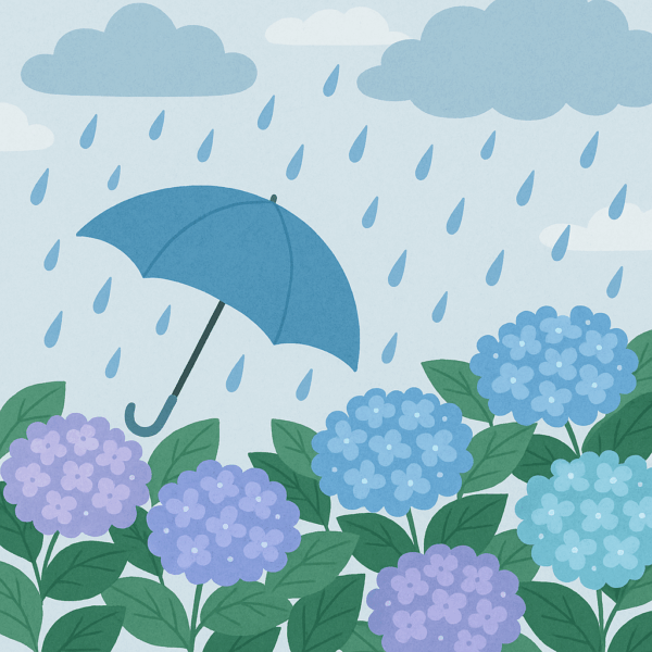 梅雨のあじさいと雨粒のイラスト